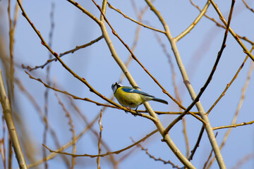 (Cyanistes caeruleus), on the branches of a tree on a sunny winter day