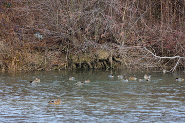 wild ducks near a river bank