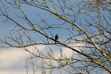 (Falco) on the branches of a tree on a sunny winter day