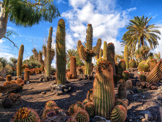 Fuerteventura