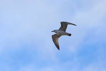 a seagull in the blue sky in flight