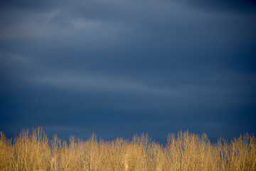 landscape with the tops of poplar trees with a dramatic sky above
