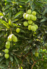 Mango Fruits Hanging On A Tree