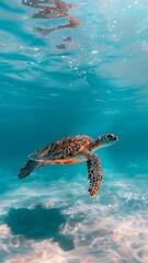 Obraz premium A sea turtle, possibly a Green or Hawksbill, glides through clear, turquoise waters, its reflection visible on the surface. Sunlit sandy bottom, natural underwater habitat.