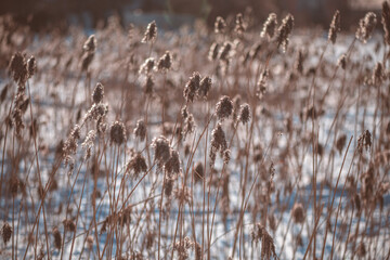 dry ears of reed in the snow near the lake in winter. natural background, winter nature, color mocha mousse