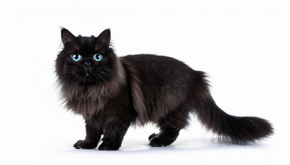 A Black Standing Persian cat, blue eyes set against a clean white background