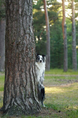 A Border Collie hides behind a tree trunk in a forest, with only part of its face visible. The dog's shy pose and the forest setting create a playful and mysterious scene.