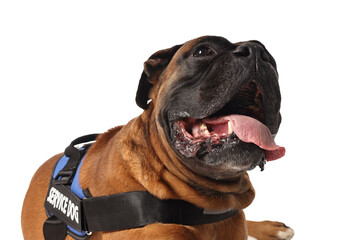 Cute service dog in vest on white background