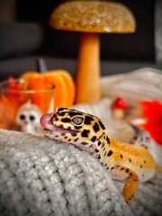 Leopard gecko