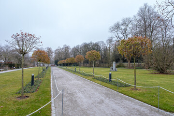 Liquidambar styraciflua 'Gum Ball' im Winter