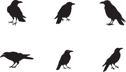 Silhouette set of Crow sign vector illustration with white background