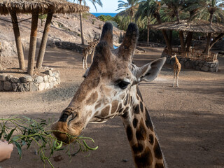 Giraffe