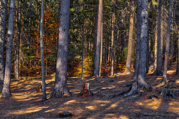 Autumn overgrown forest thicket with fir trees and stone rocks