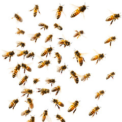 Fototapeta premium Honeybees in Flight, Isolated on White Background