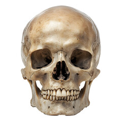 Human Skull Isolated on White Background, Detailed Anatomy View