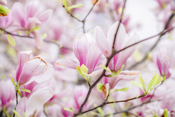 beautiful pink flowers in the garden. Garden of Prague in spring