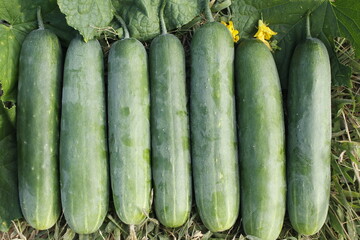 The group of green cucumber fruit is ready for harvesting, in the field of farmers.