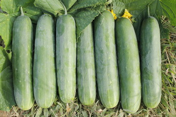 The group of green cucumber fruit is ready for harvesting, in the field of farmers.
