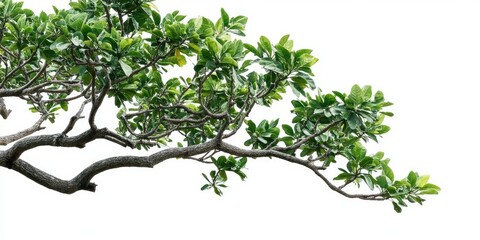 Obraz premium Lush green tropical tree branches with vibrant foliage extending from the left side set against a clean white background for nature themes