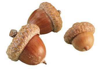 Eicheln der Mooreiche