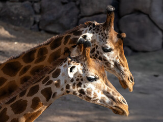 Giraffe