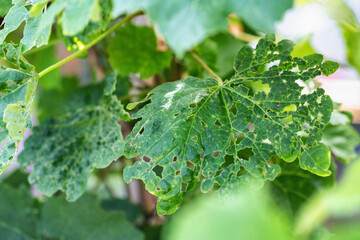Leaves of a grape plant in a hole, pests and parasites of fruit plants. Grape budworm and moth, close-up. Industry