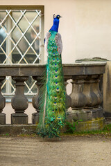 Obraz premium peacock with feathers in the Prague garden