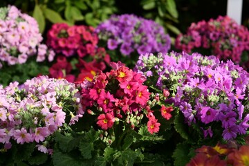 サクラソウ科の花が花壇で咲いている