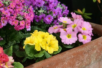 サクラソウ科の花が花壇で咲いている