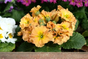 サクラソウ科の花が花壇で咲いている