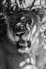 A captivating black and white photograph captures a beautiful lioness peacefully resting in dappled sunlight