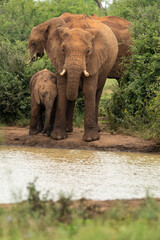 A serene scene of a mother elephant and her calf at a waterhole, surrounded by lush greenery and life