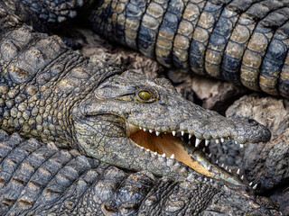 Krokodil