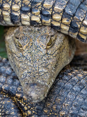 Krokodil