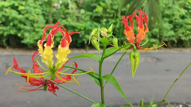 beautiful flame lily flowers