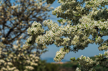 Matera province: spring countryside landscape 