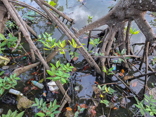 mangrove roots on the seashore with plastic waste scattered around