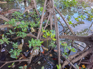 mangrove roots on the seashore with plastic waste scattered around