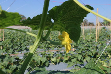 The group of green cucumber fruit is ready for harvesting, in the field of farmers.