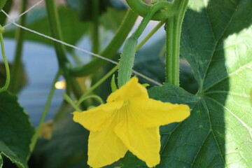 The group of green cucumber fruit is ready for harvesting, in the field of farmers.