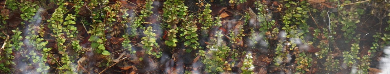 Wasserpflanzen im See als Panorama