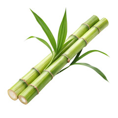 Obraz premium Fresh Green Bamboo Shoots with Leaves, Isolated on White Background, Nature, Plant, Botany, Bamboo, Plant Stem, Green
