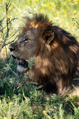A powerful lion rests serenely in lush greenery, showcasing its stunning, thick mane and strong profile