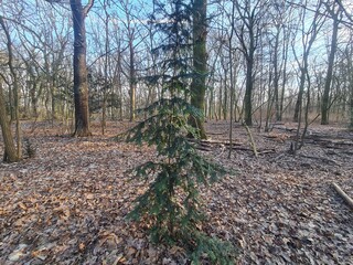 growing needle tree and forest landscape in Berlin (Plänterwald Foresst)