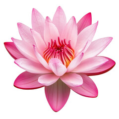 Stunning Pink Water Lily Closeup  A Delicate Floral Masterpiece Against a Dark Background