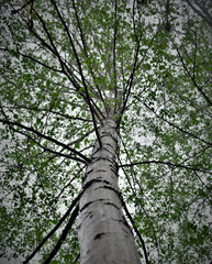 Biała brzoza i świeża zieleń liści © Oliwia