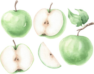 Watercolor vector green apples.
