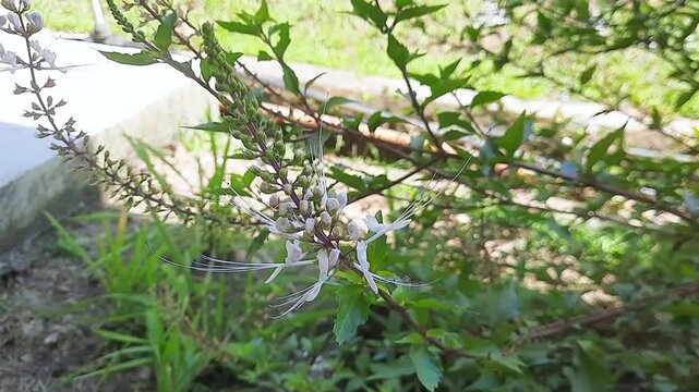 Orthosiphon aristatus (Blume) Miq. Kidney tea plant or "Kumis kucing". Cat's whiskers are an Indonesian medicinal plant