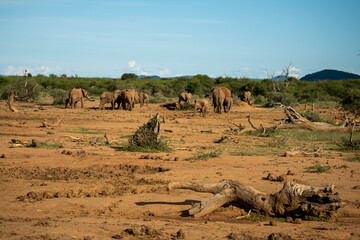 A large herd of elephants can be seen grazing peacefully in a dry, rustic environment beneath a...