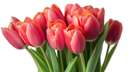 Fototapeta premium Tulips bunch isolated on a transparent or white background